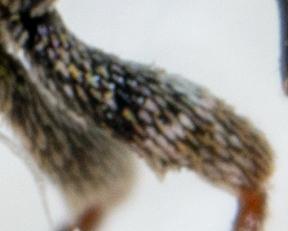 Microplontus campestris